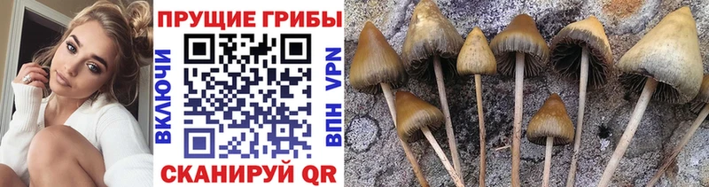 omg ТОР  Новоуральск  Псилоцибиновые грибы ЛСД 
